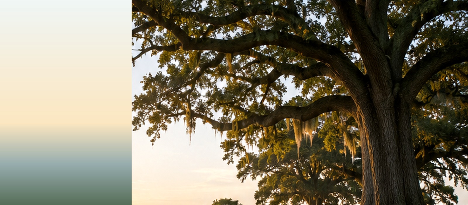 Live oak tree overlooking the water