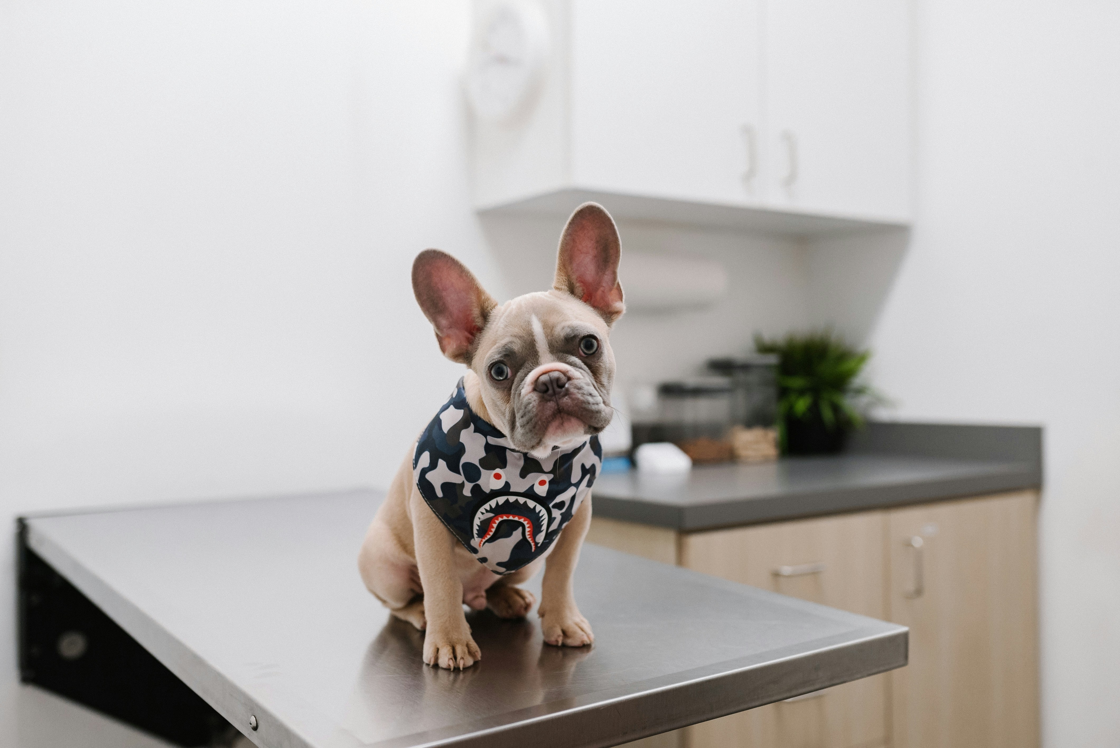 Dog receiving veterinary care